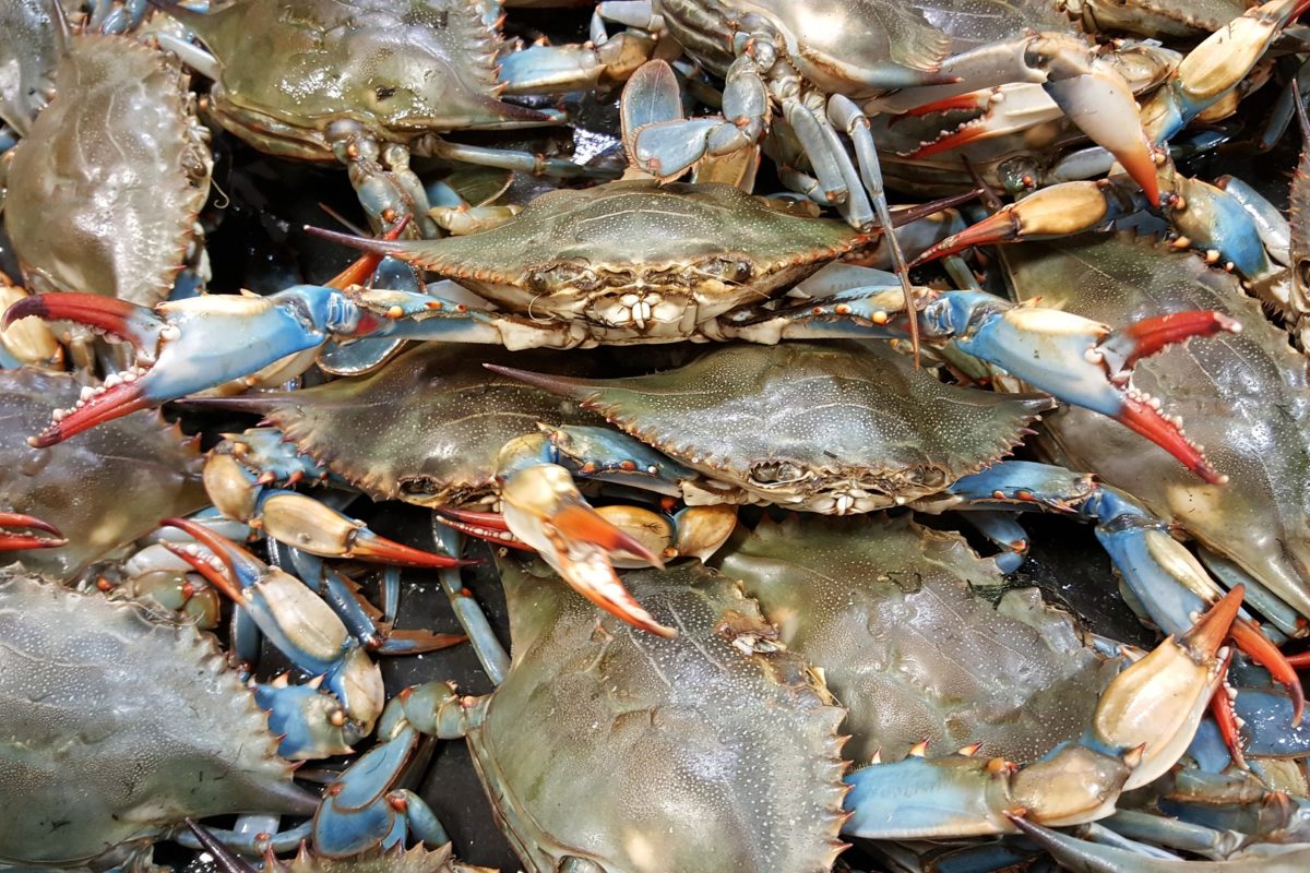 All you can eat crabs this weekend!