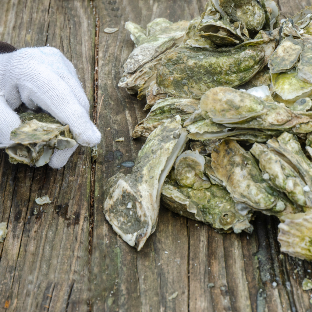 Your Charleston Lowcountry Events this weekend...Oyster Roast!